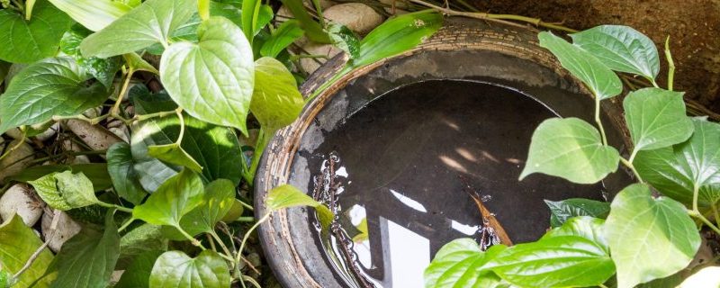 Eau stagnante moustique tigre